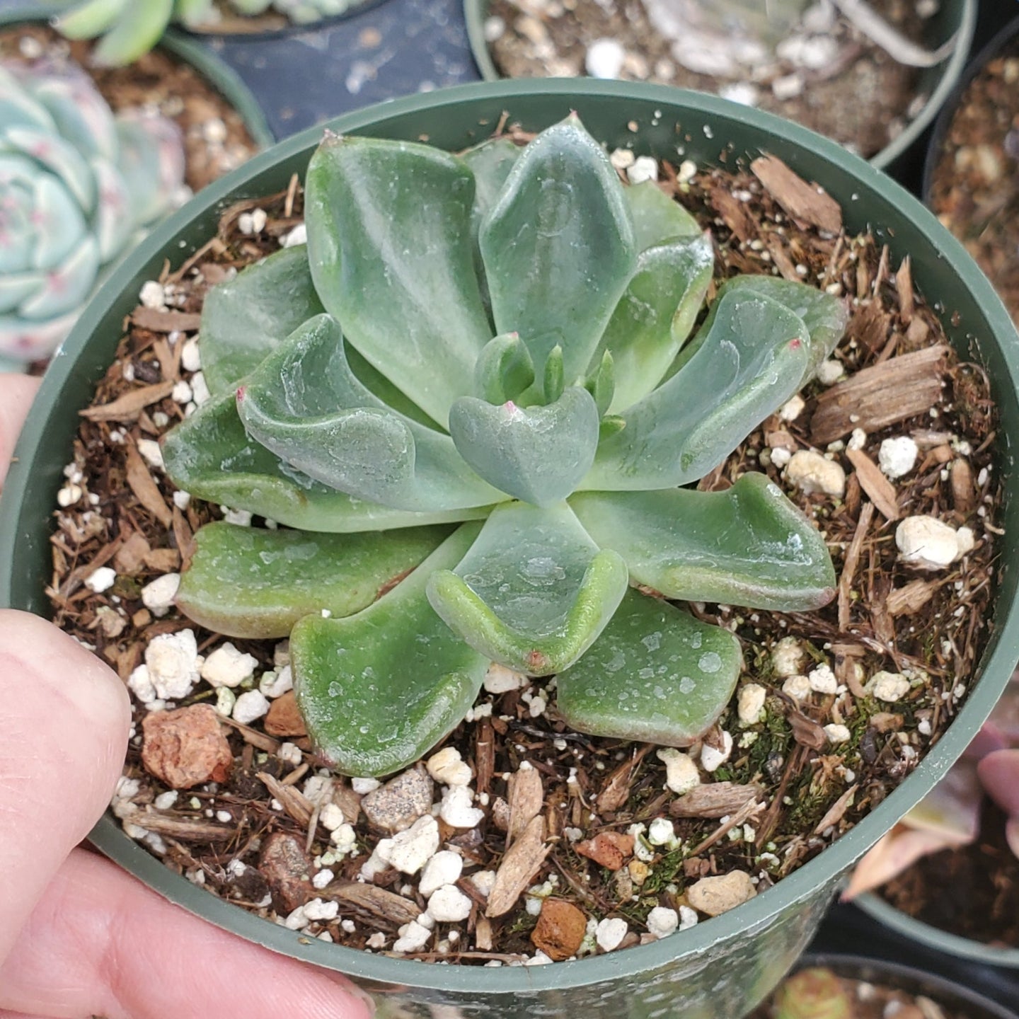 Echeveria 'Goochie'
